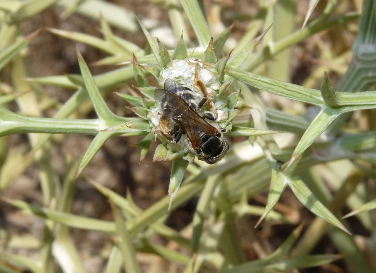 Halictus quadricinctus, femmina (Apidae Halictinae)